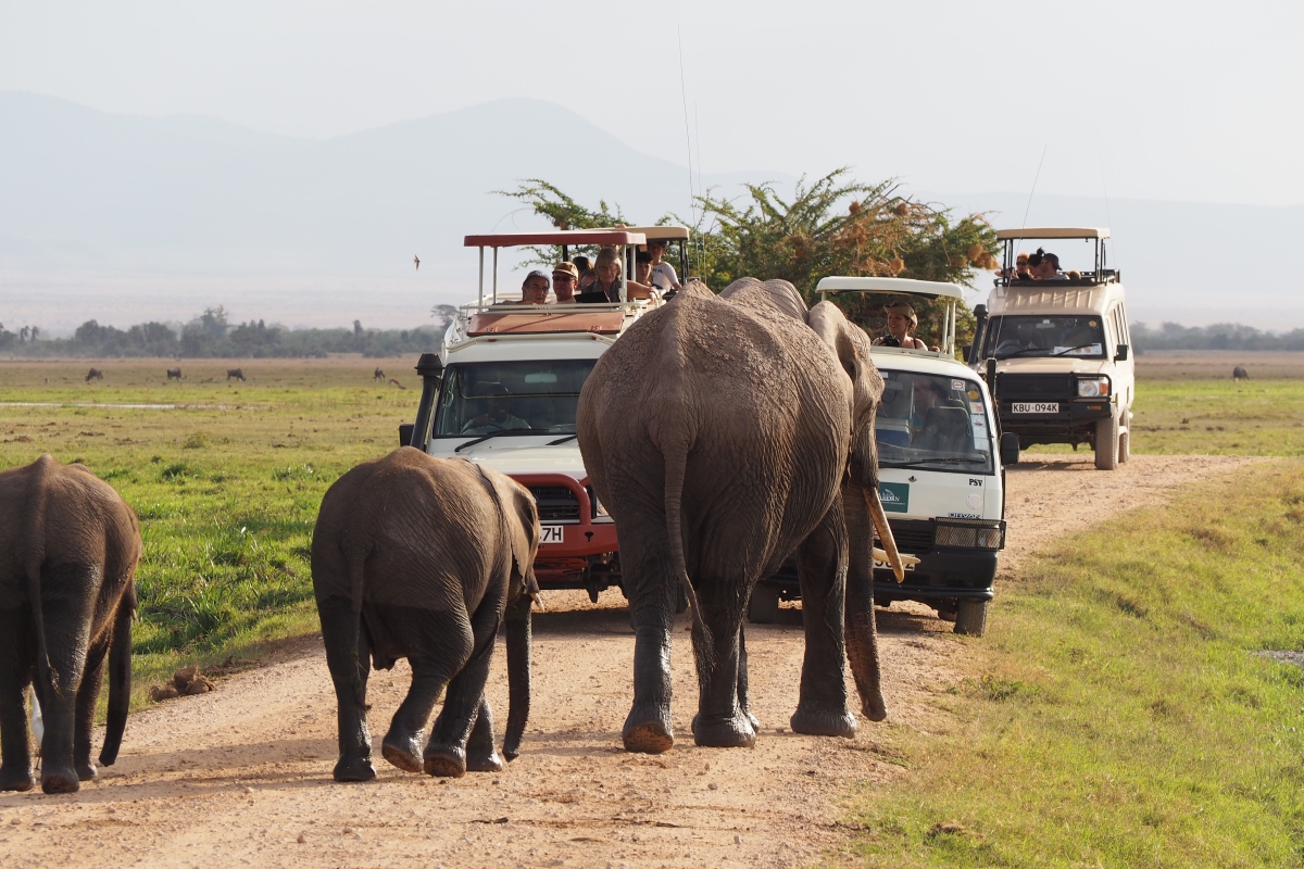 8 Days Ultimate Kenya Safari Adventure: Explore the Best of Kenya’s Wildlife and Landscapes