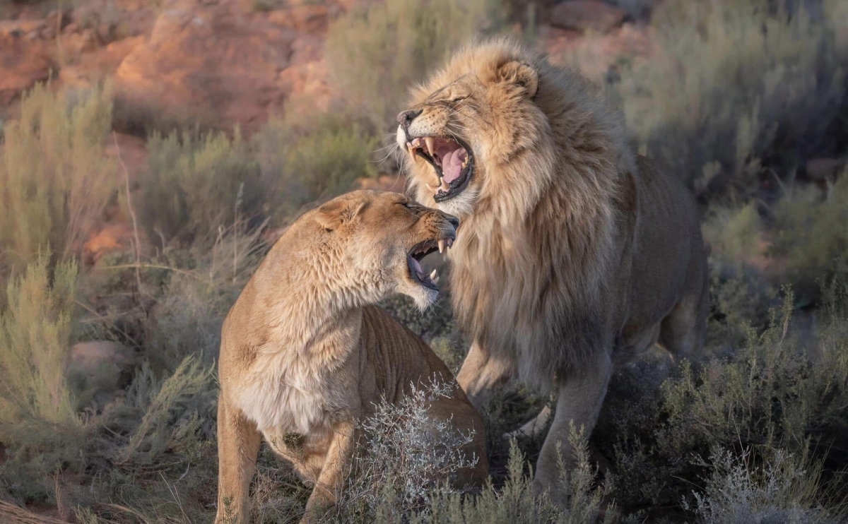 3-Day Amboseli Safari: Elephants & Kilimanjaro Wonders