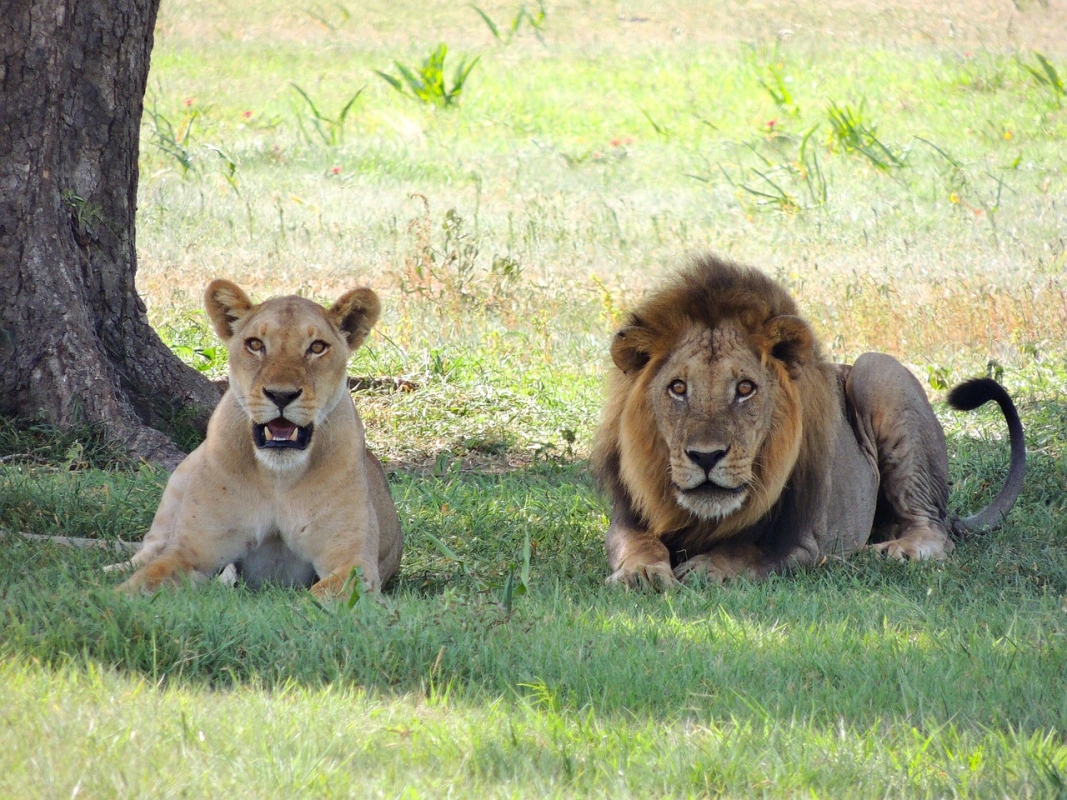 Explore Kenya’s Wild Beauty: 3-Day Amboseli & Tsavo West Safari in a 4x4 Jeep