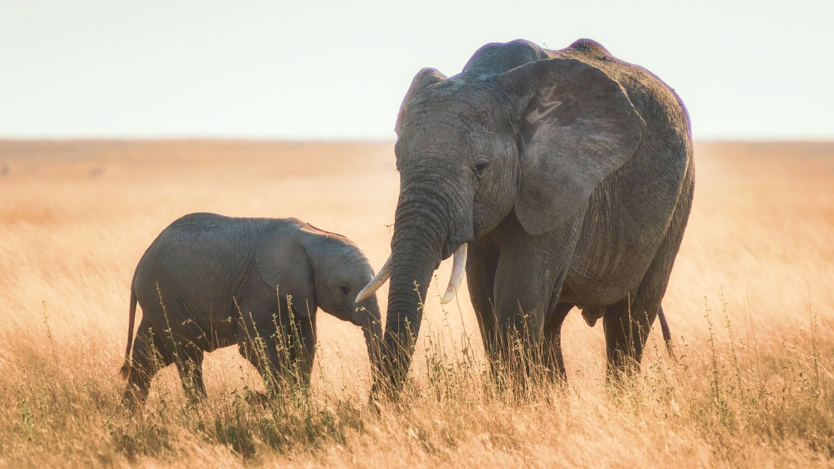6-Day Ultimate Kenyan Safari: Explore Samburu, Aberdares, Nakuru, & Masai Mara