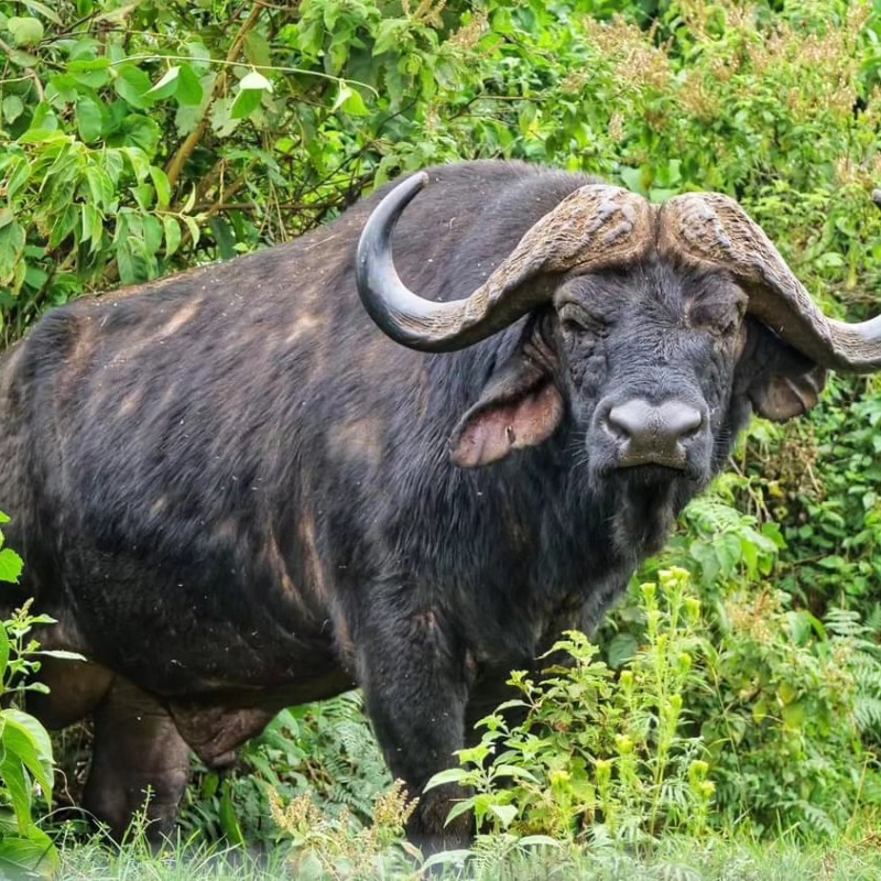 6-Day Ultimate Kenyan Safari: Explore Samburu, Aberdares, Nakuru, & Masai Mara