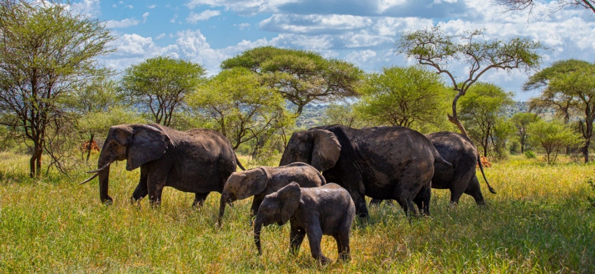 3 Days Exploring Amboseli and Tsavo West National Parks