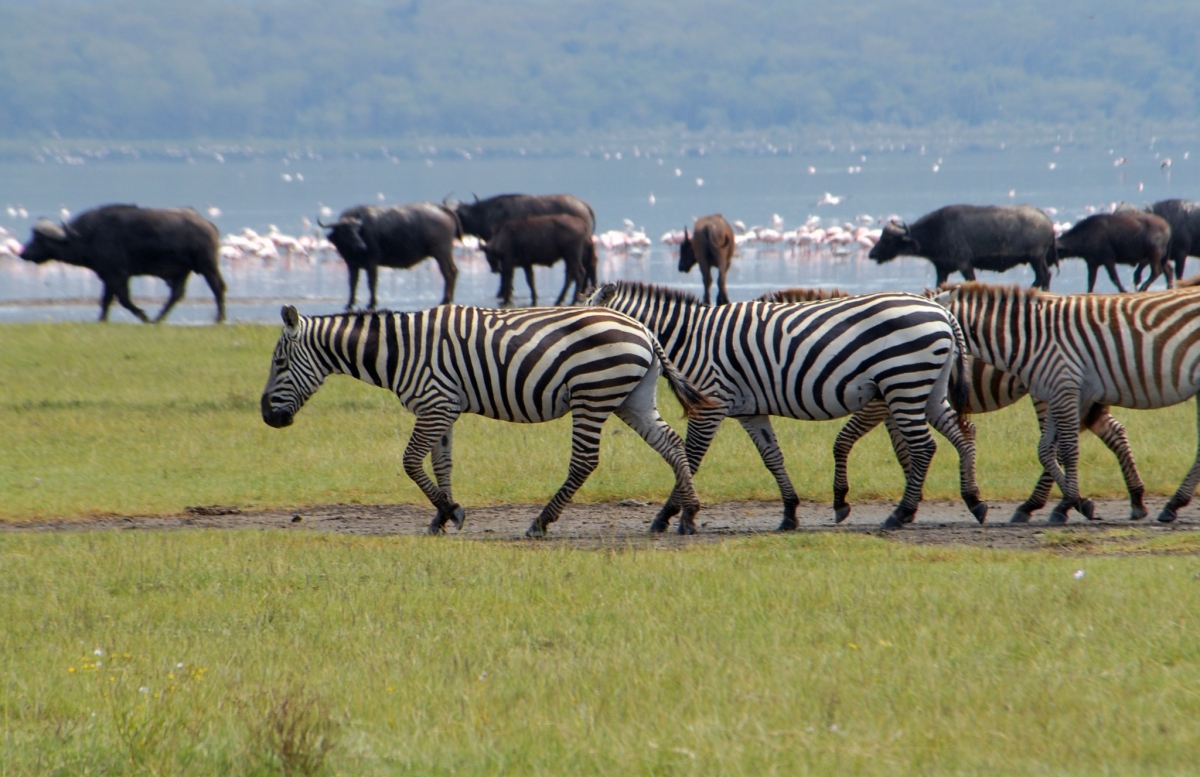 Lake Nakuru & Masai Mara: A 4-Day Luxury Safari Experience