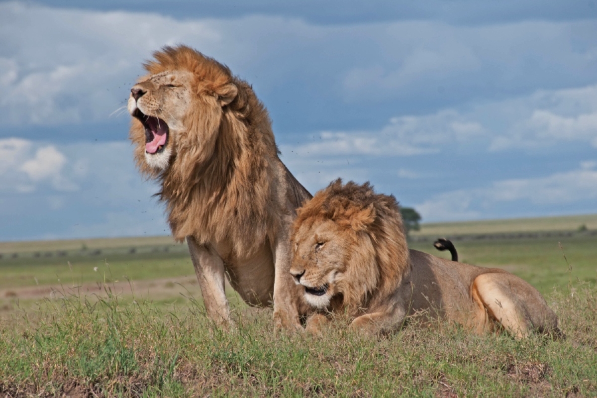 Discover East Africa’s Wildlife: A 9-Day Safari from Kenya to Tanzania