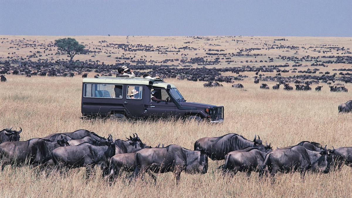4 Day Masai Mara & Lake Nakuru Group Joining Budget Camping Safari - Daily Departures