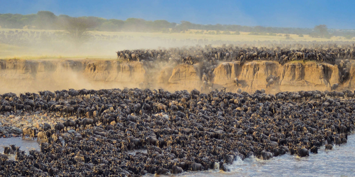 Masai Mara: Wildebeest Great Migration 4-Day Safari- Mid-range Accommodation