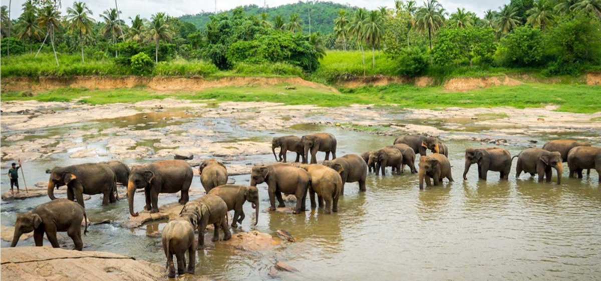 Pinnawala Elephant Orphanage from Kandy