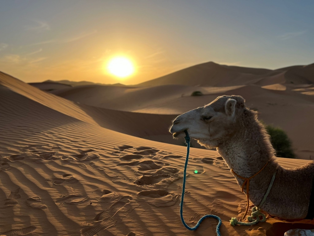 4 Days Tour from Marrakech via Merzouga Desert