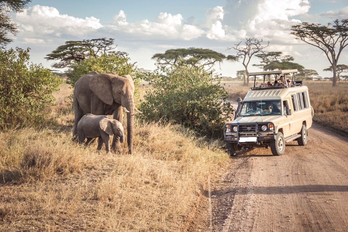 10-Days Best of Tanzania & Kenya Highlights Safari- Mid-range