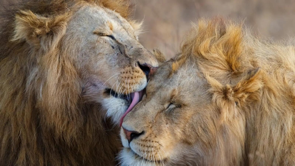 Ultimate Maasai Mara Escape: 3 Days of Wildlife & Nature