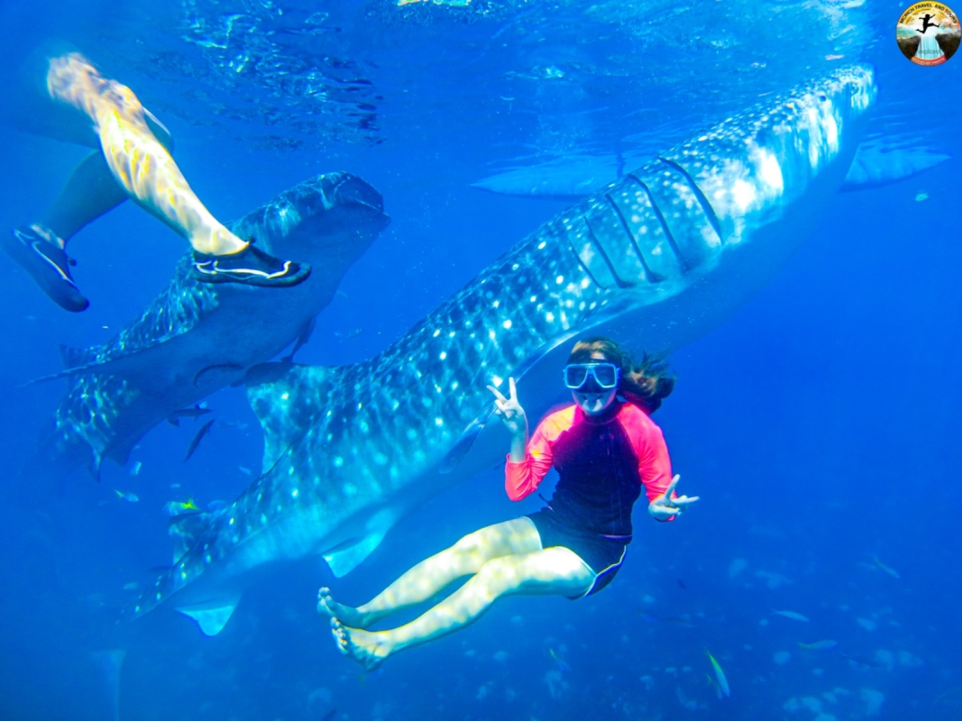 Cebu: Swim with Whale Sharks and Kawasan Canyoneering