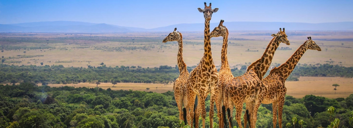 CLASSIC JOURNEYS KIFARU SAFARIS 2025