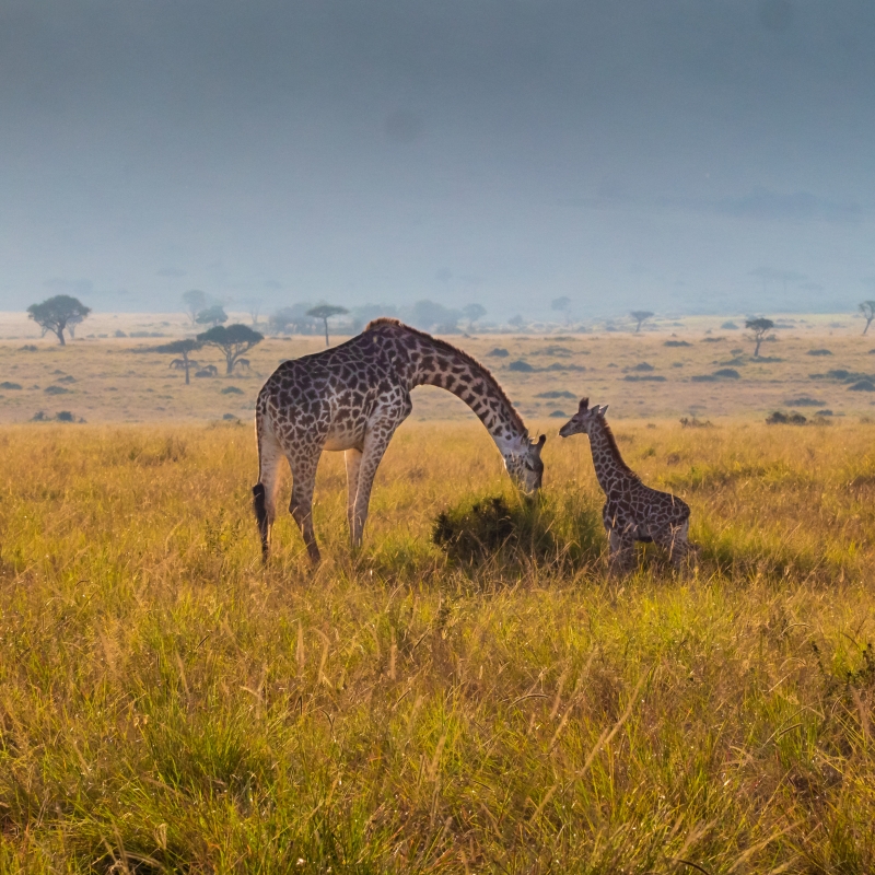 CLASSIC JOURNEYS KENYA,BEST OF KENYA WILDLIFE SAFARI 2025 PROGAM