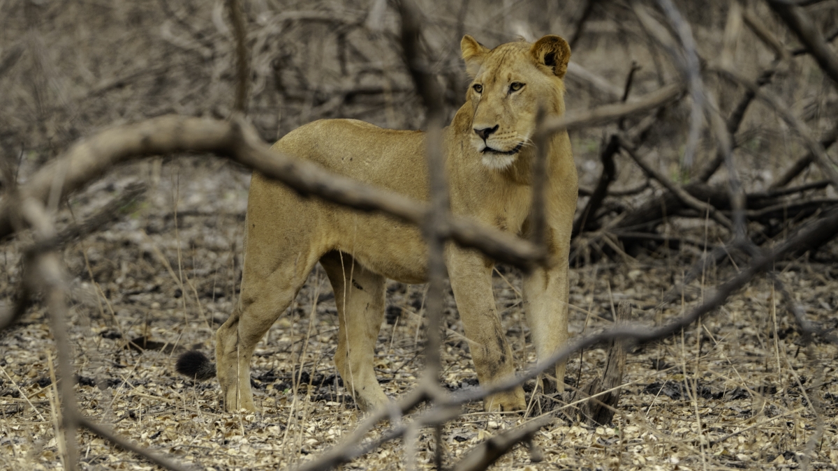 Nyerere National Park – The Best 1 Day Safari From Zanzibar