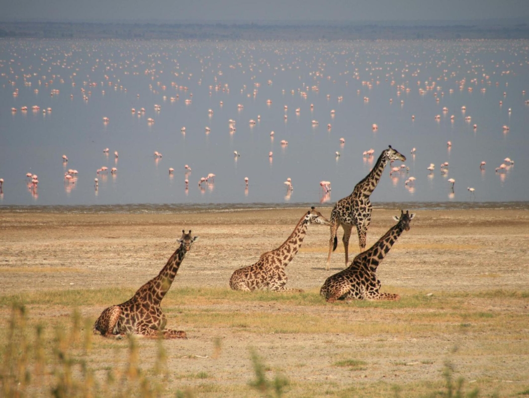 Full-Day Trip to Lake Manyara National Park From Arusha