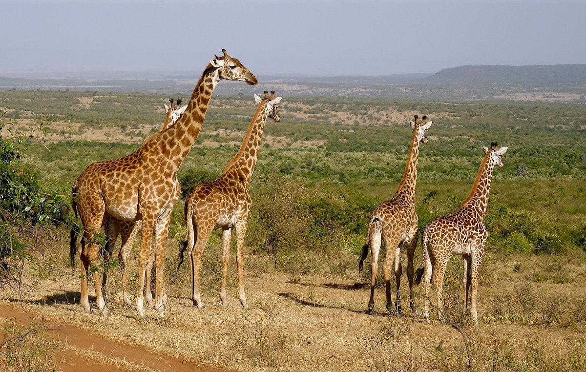 Experience Kenya from North to South