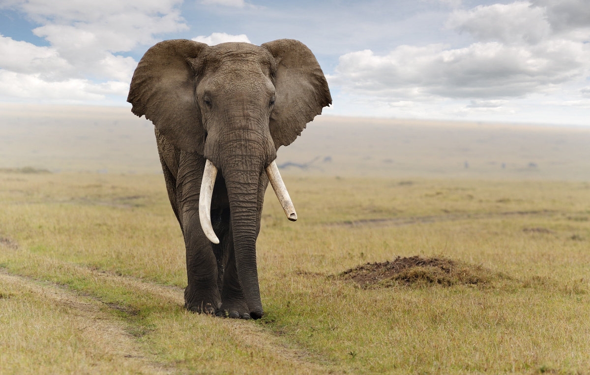 Journey to Tanzania. A comprehensive wildlife tour.