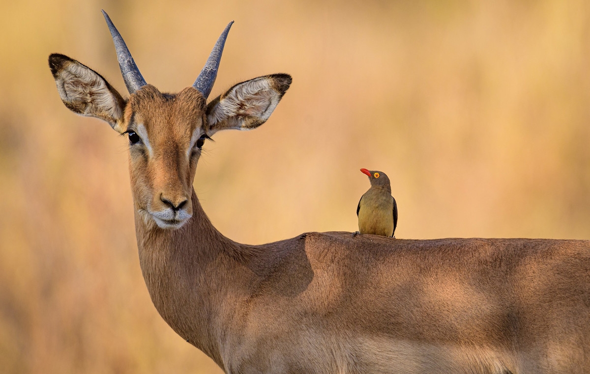 Tanzania’s breathtaking wilderness in 6-days