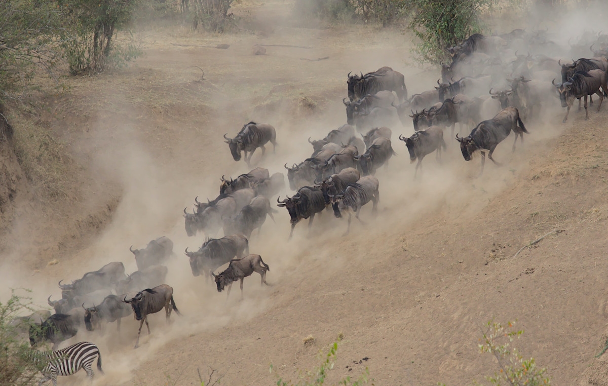 The Daring Mara River Crossing of the Great Migration