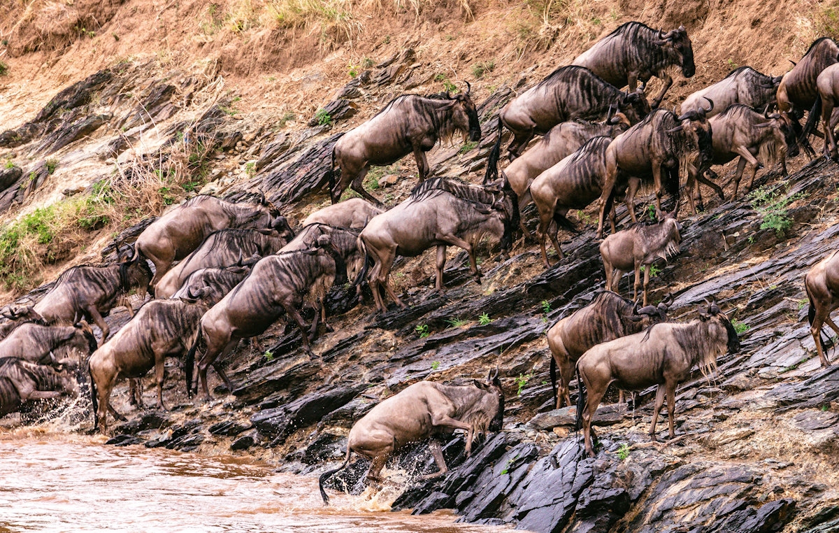 Survival of the Fittest: The Grumeti River Crossing