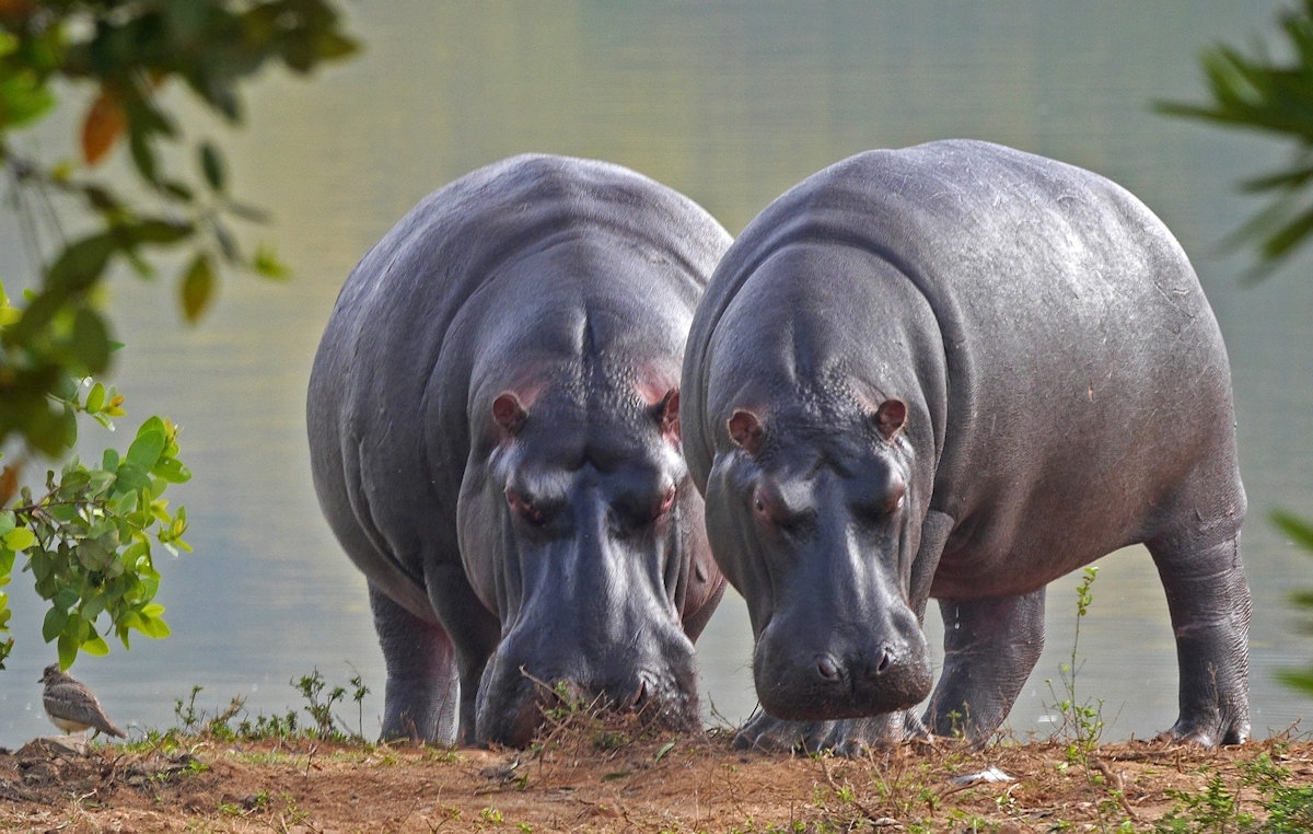 Thrilling Four Day, Big Five Adventure Awaits