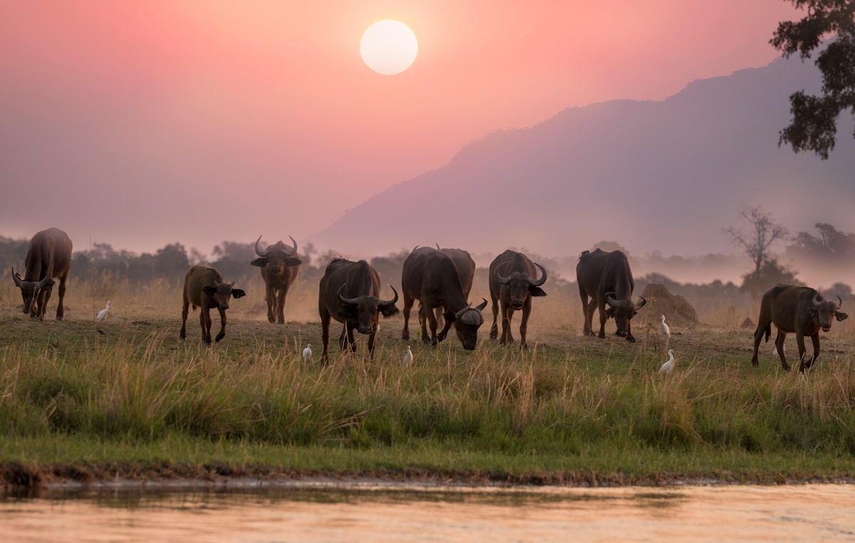 Thrilling Four Day, Big Five Adventure Awaits