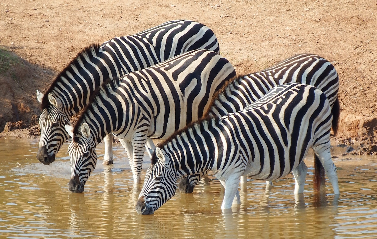 The Great Migration, Calving Season, Ndutu Area