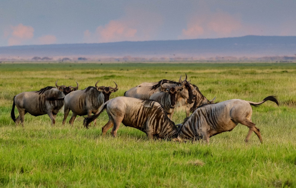 The Great Migration, Calving Season, Ndutu Area
