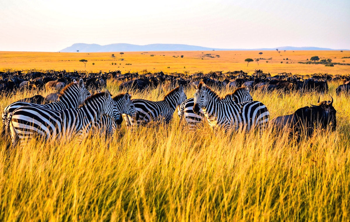 The Great Annual Migration Trek: Kenya & Tanzania