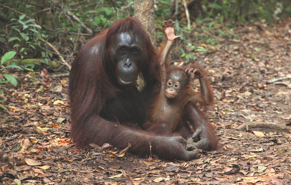 5 Day Primate Trek: Gorillas and Chimps, Rwanda to Uganda