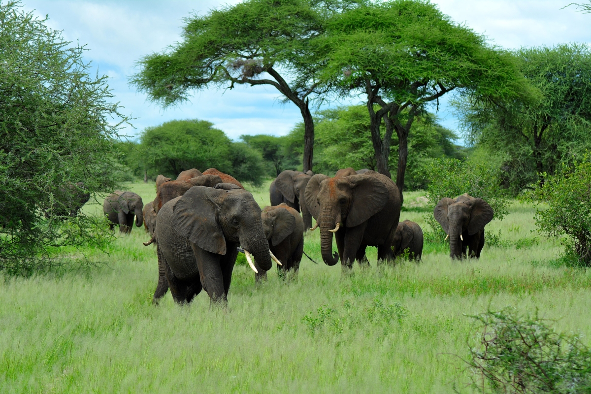 2-Day Safari to Tarangire National Park & Ngorongoro Crater