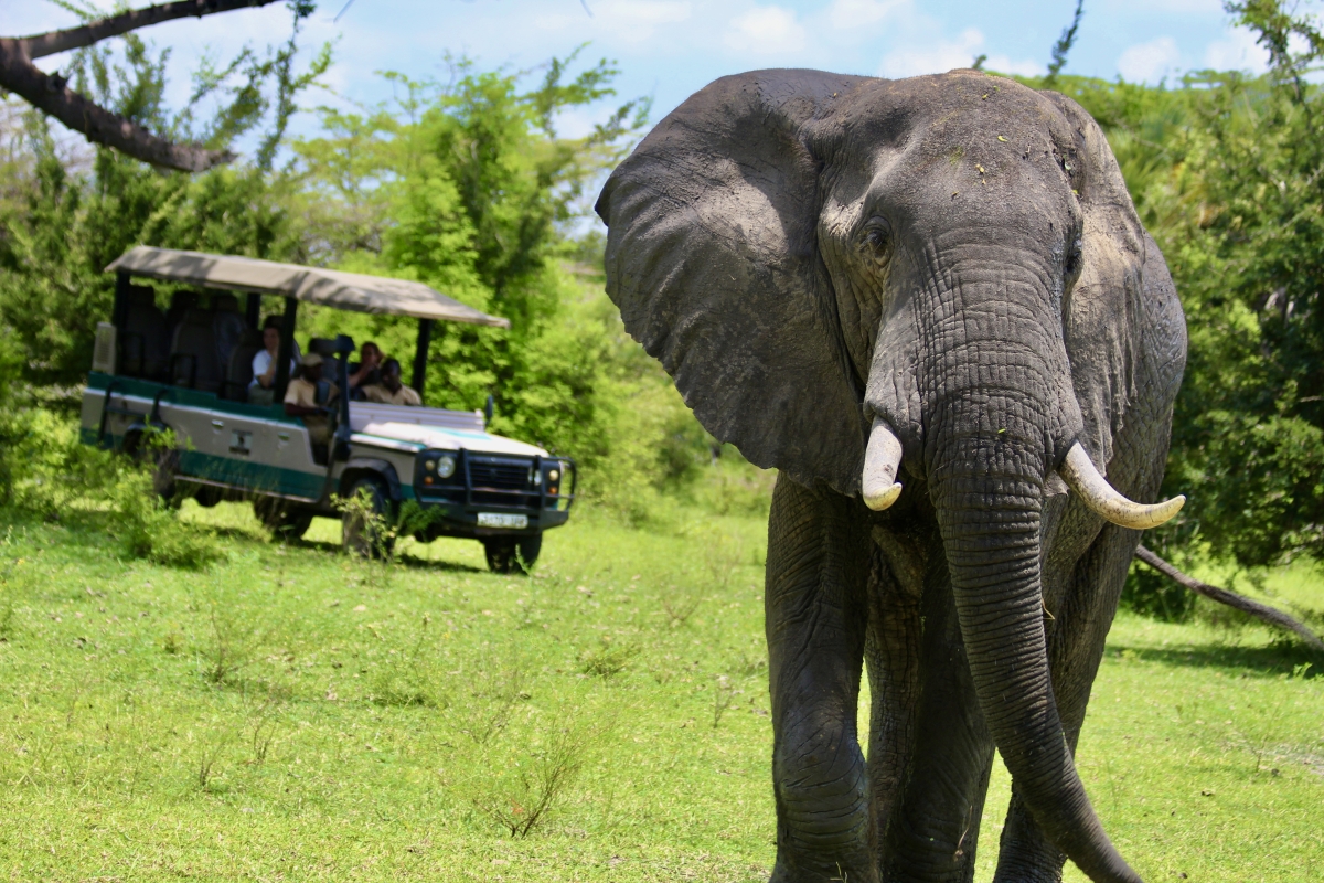Day Trip - Selous Day Safari Tour