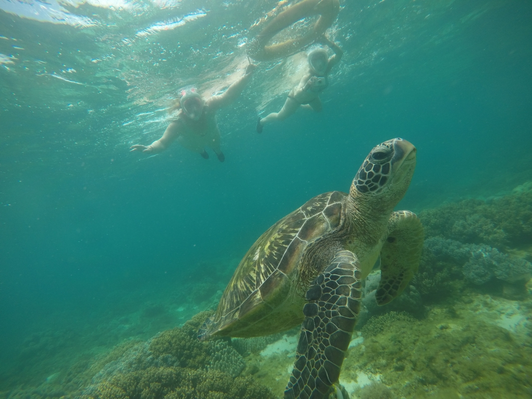 Apo Island Sea turtle encounter tour