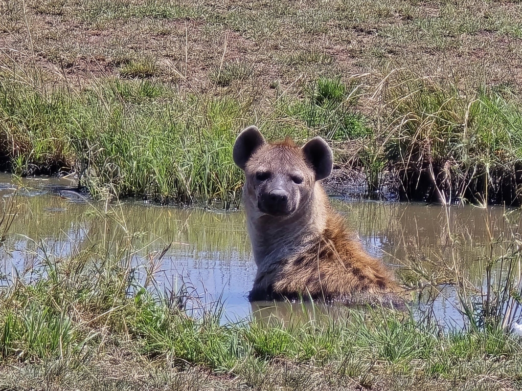 Explore the Heart of Kenya: 4 Days in Tsavo & Amboseli National Parks