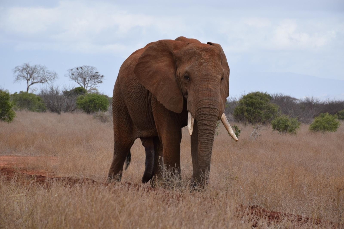 Explore the Heart of Kenya: 4 Days in Tsavo & Amboseli National Parks