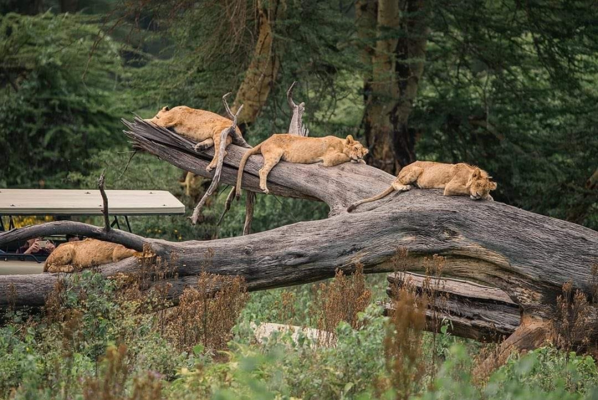 Kenya Safari Experience: Samburu, Aberdares, Amboseli & Masai Mara