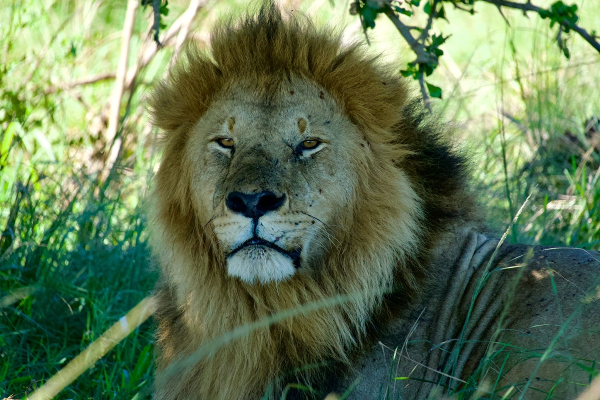 Luxury Kenya Safari: 7 Days in Amboseli, Lakes, and Masai Mara with Sopa Lodges