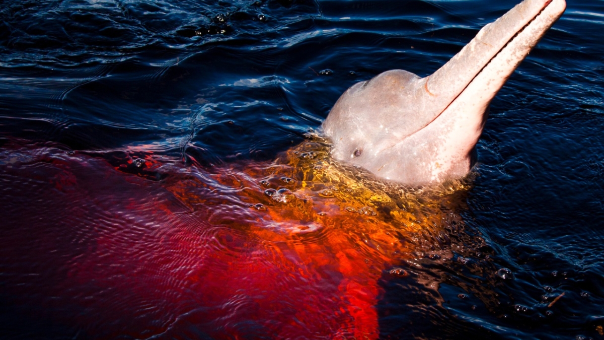 Tour Belezas Naturais da Amazônia (compartilhado)