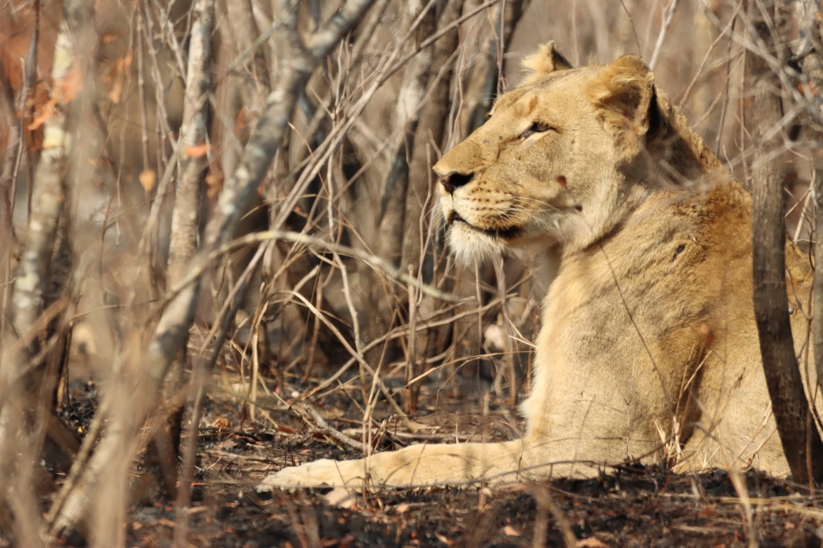 4-Day Classic Kenya Safari: Masai Mara & Lake Nakuru in a 4x4 Jeep