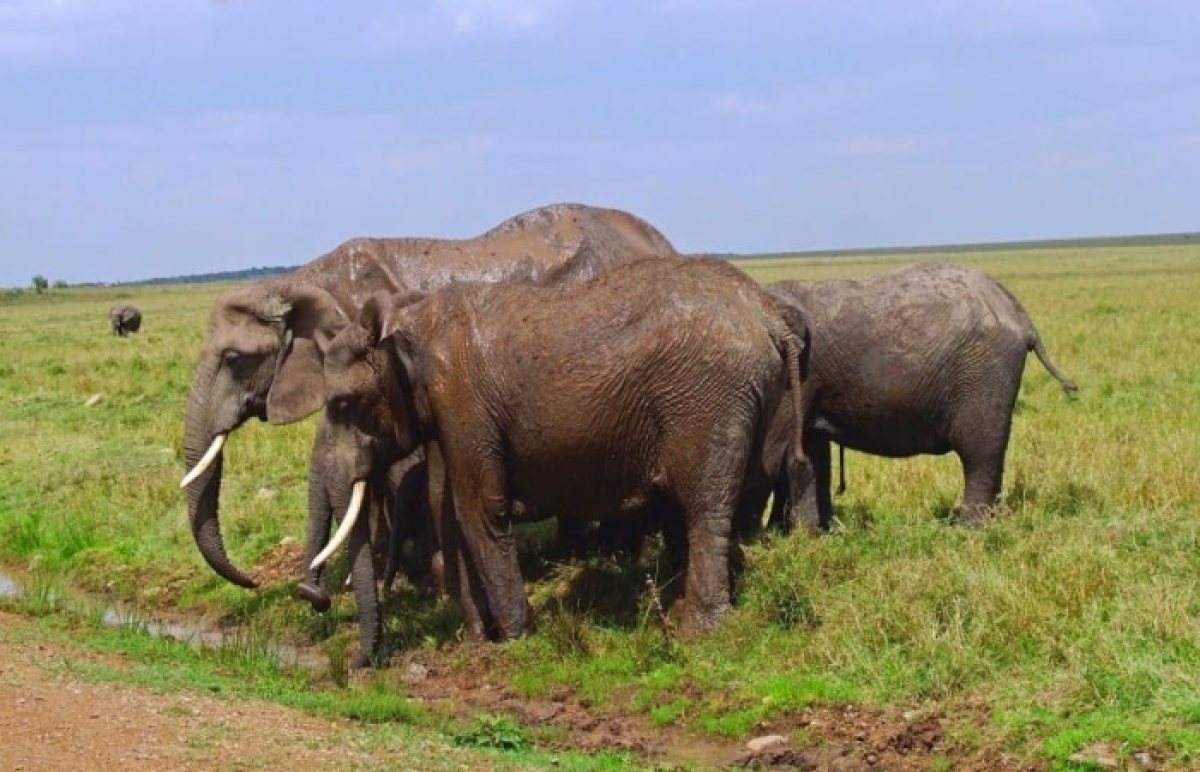 4 Days Masai Mara & L. Nakuru National Park.