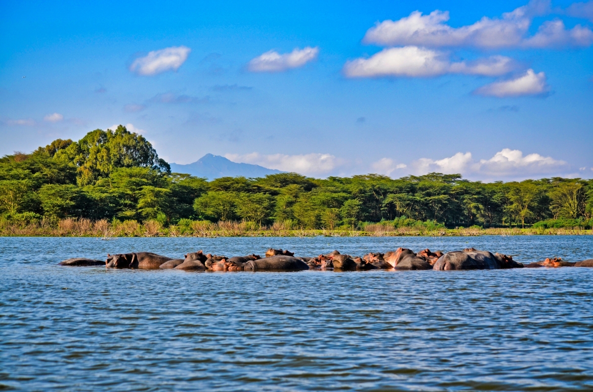 6 Days Masai Mara, L. Nakuru & Amboseli National Park.