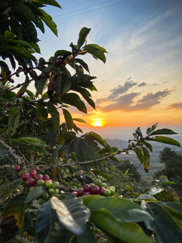 5-Day Risaralda- Colombian Coffee & Hot Springs Luxury Escape