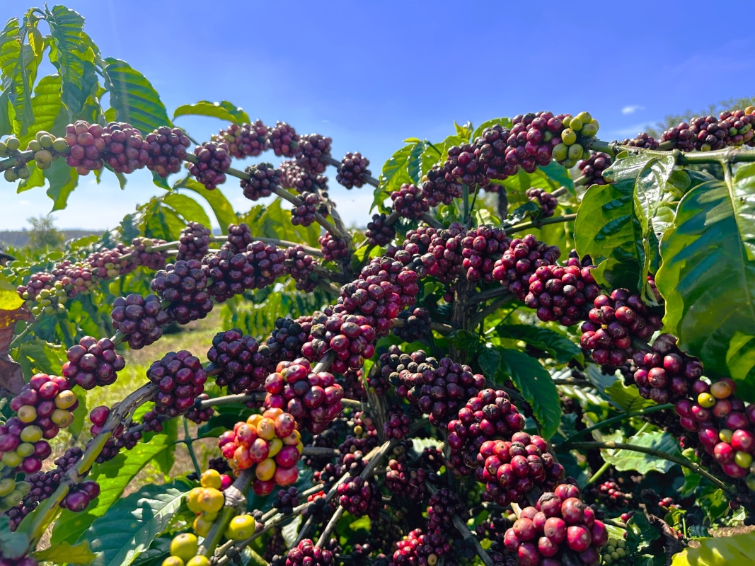 5 Days in Colombia: Flavors, Nature & Wellness in Risaralda