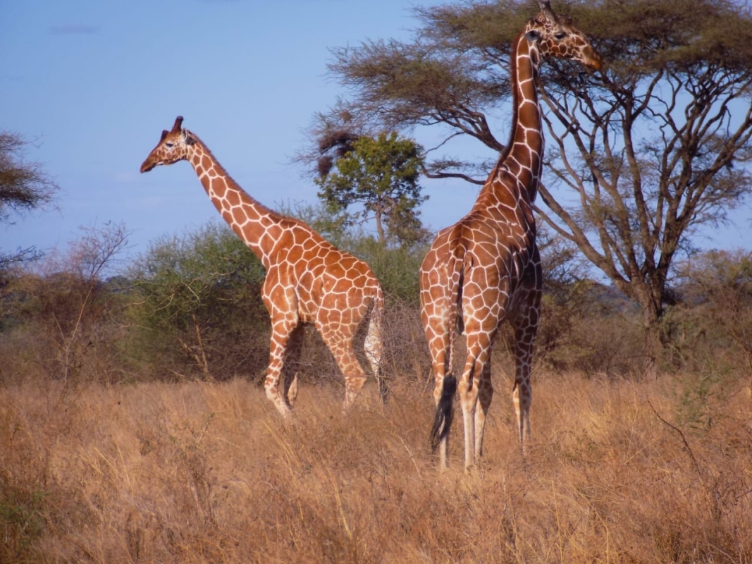7-Day Budget Group Safari: Explore Masai Mara, Nakuru, Naivasha & Amboseli