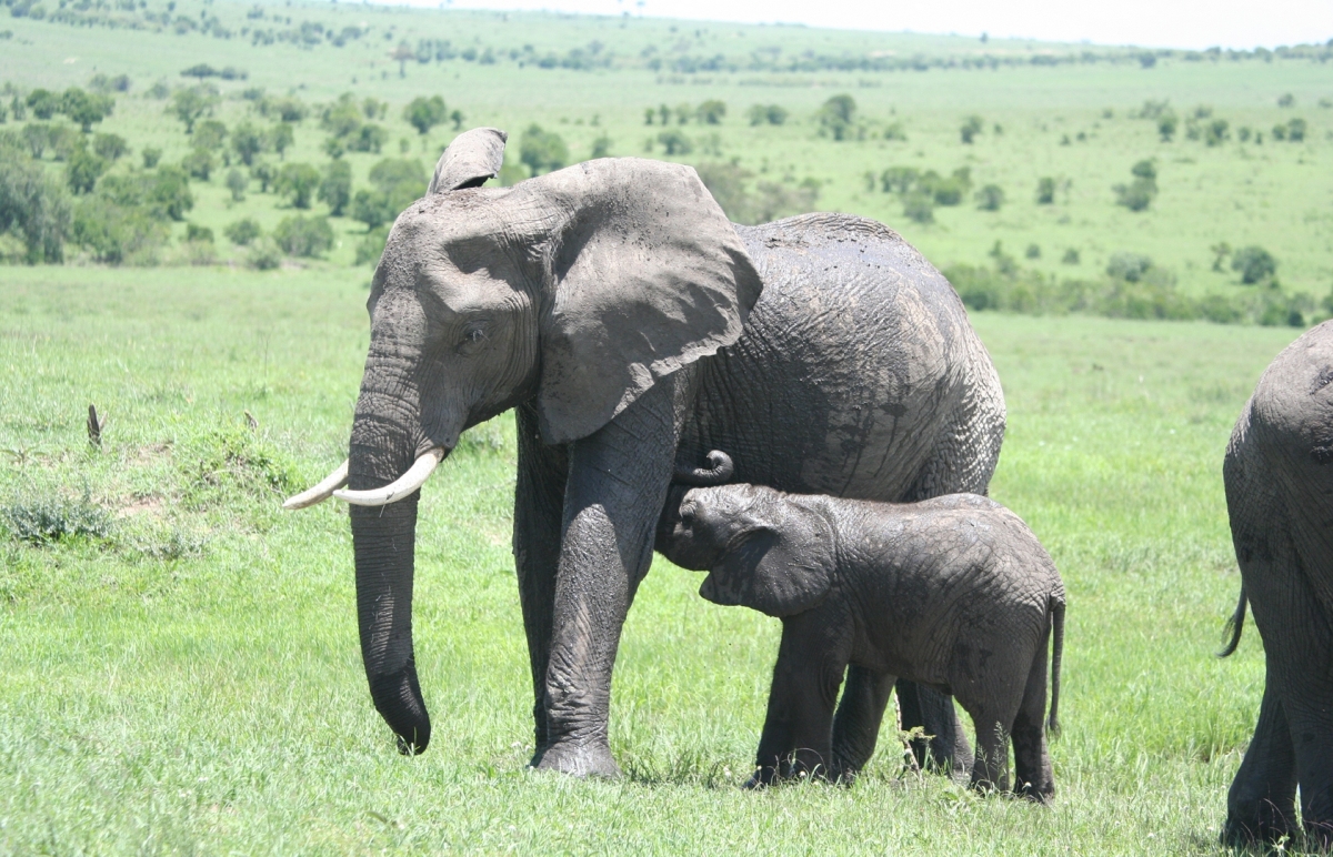 Exclusive 5-Day Safari from Nairobi: Aberdare, Nakuru & the Wild Masai Mara
