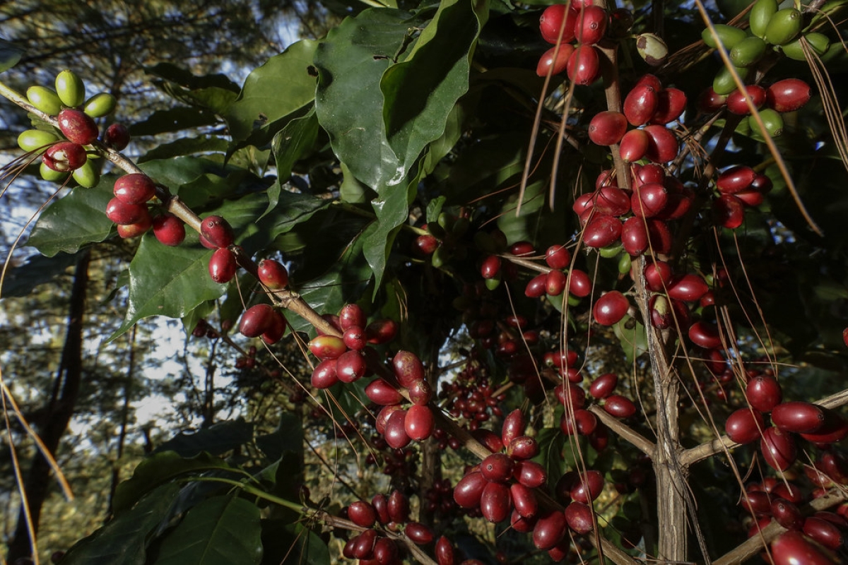 5 Days in Colombia: Essence of Coffee Land: Culture, Nature & Flavor in Quindío
