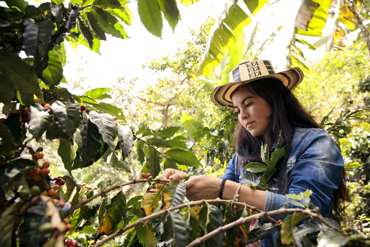 8 Days - Gastronomic Colombia: Where Culture Meets the Table