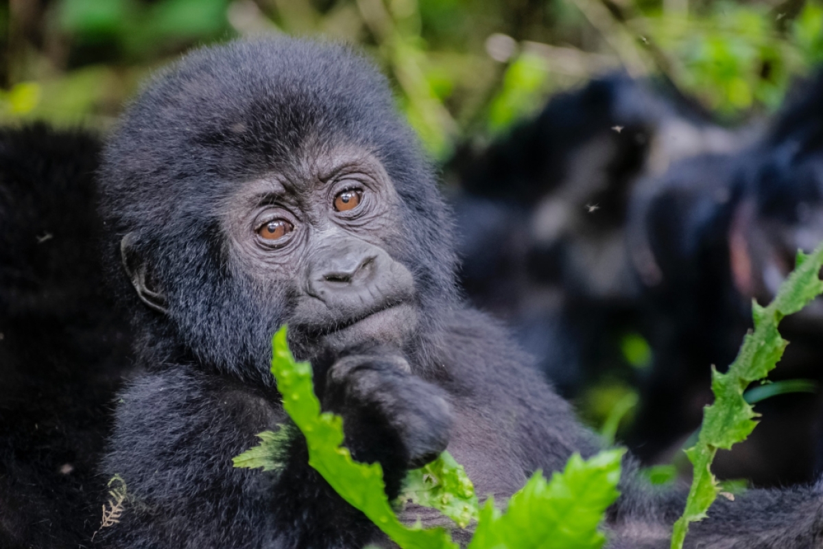 8 Day Gorilla & Chimps Wildlife Safari