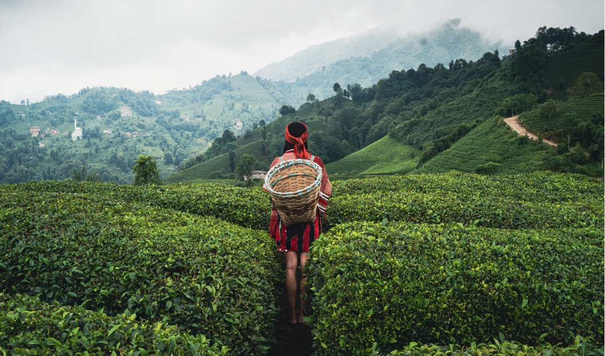 Eastern Turkey & Black Sea Highlights: 7-Day Trabzon, Ayder, Kars, Dogubeyazıt & Van Tour