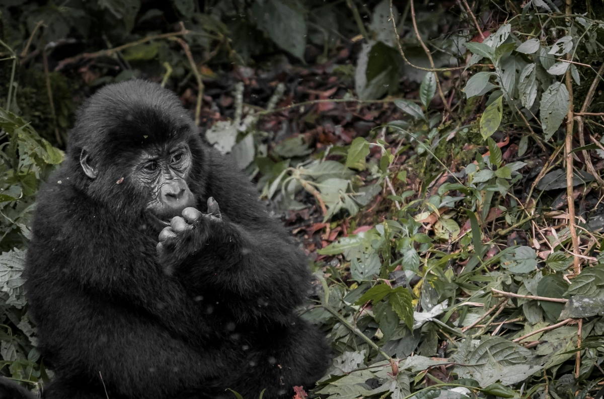 5-Day Chimpanzee & Gorilla Trekking Safari in Uganda